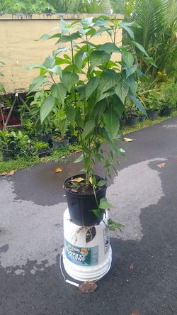 Plantas De Salud Y Para Cosinar