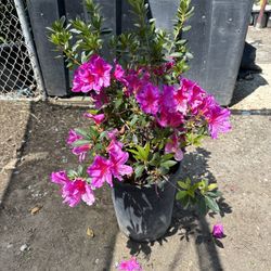 Azalea Bush