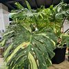 Monterey Indoor Plant 🌱 
