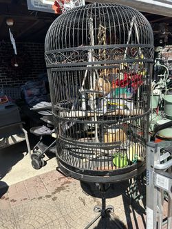 Bird Cage 