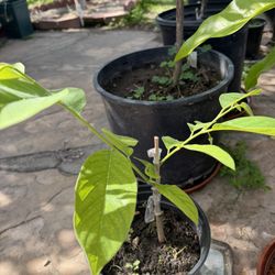 Graft AP2 Atemoya