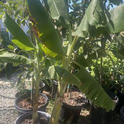 Fruit Trees