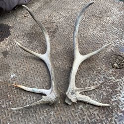 Whitetail Deer Shed Antlers 