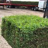 Grass Pallets