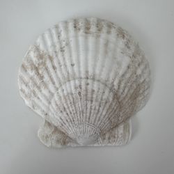 Beautiful Scallop Shell #9