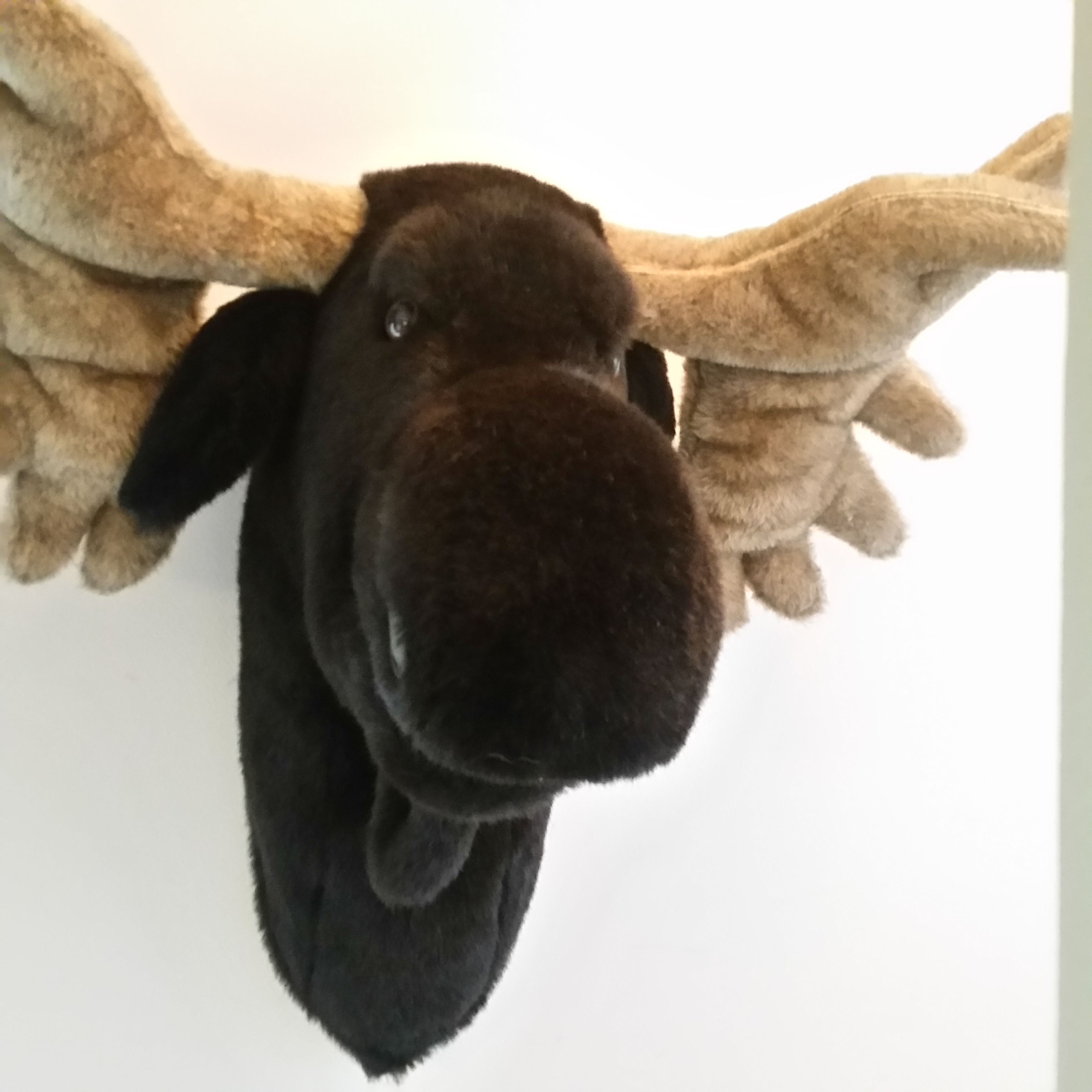 Bullwinkle stuffed mounted moose head