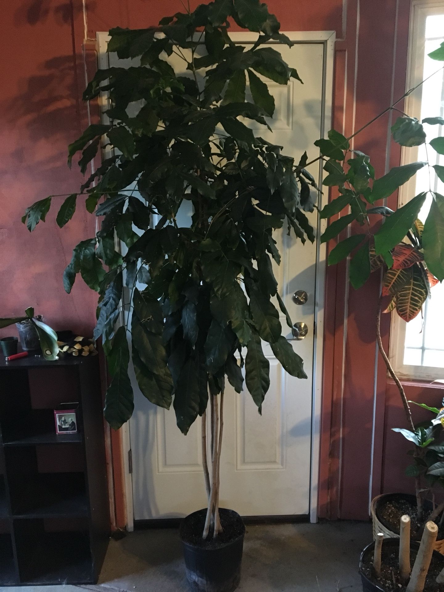 Natal mahogany houseplant