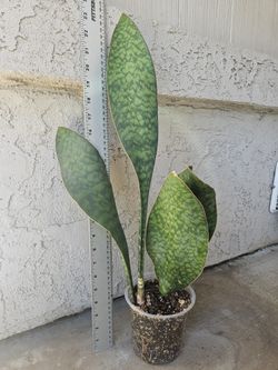 Whale Fin Sansevieria (Snake Plant)