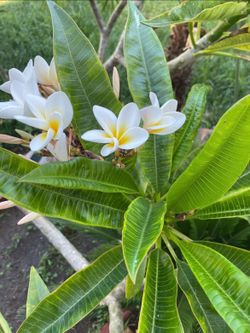 Plumeria
