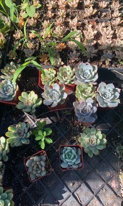 Succulents