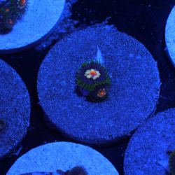 Daisy Cutter Zoa Coral Decoration Zoanthid