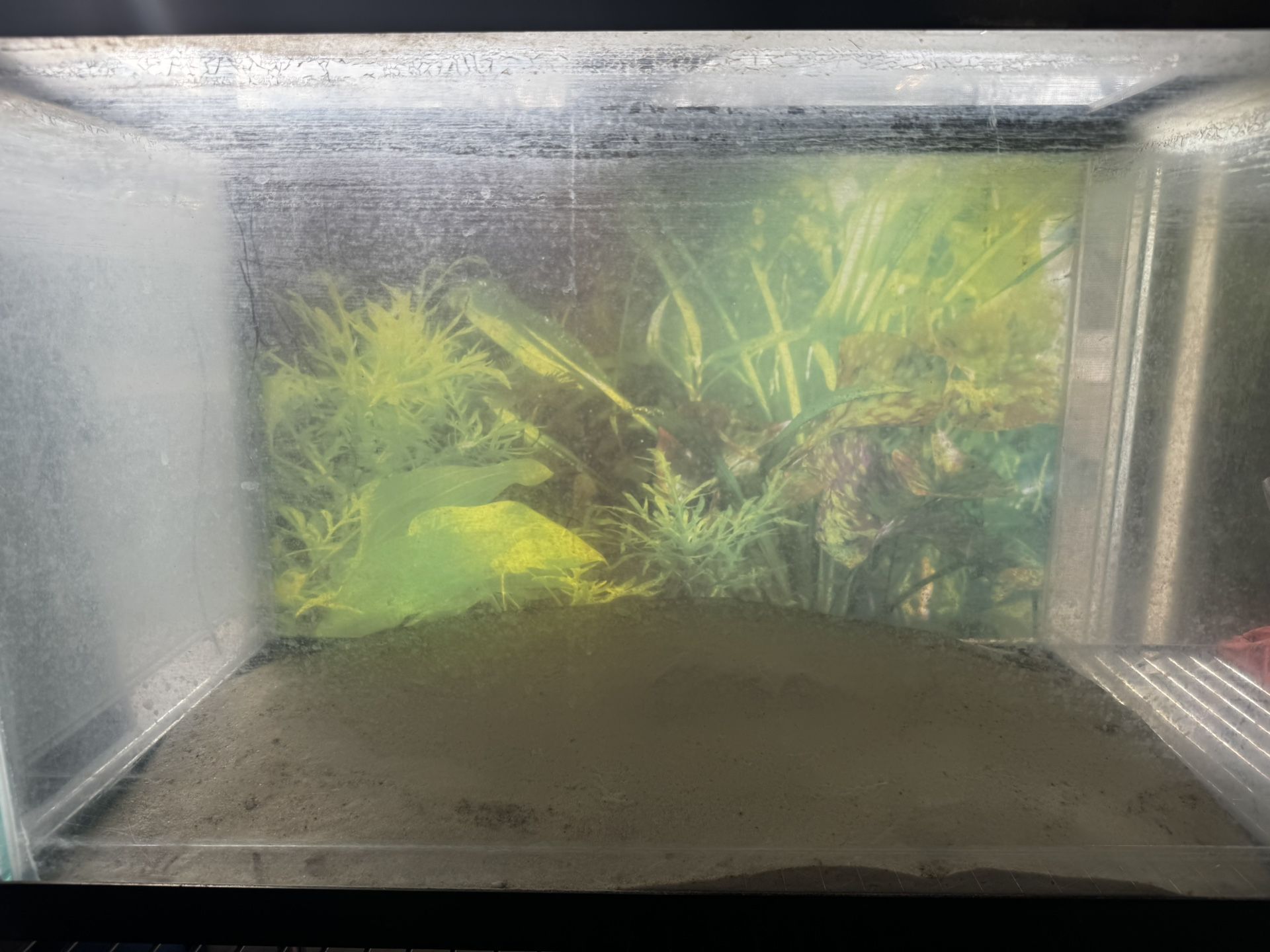 40 Gallon Fish Tank