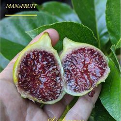 Rare Fig Tree - A Sangue (Italian)