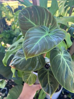 Philodendron El Choco