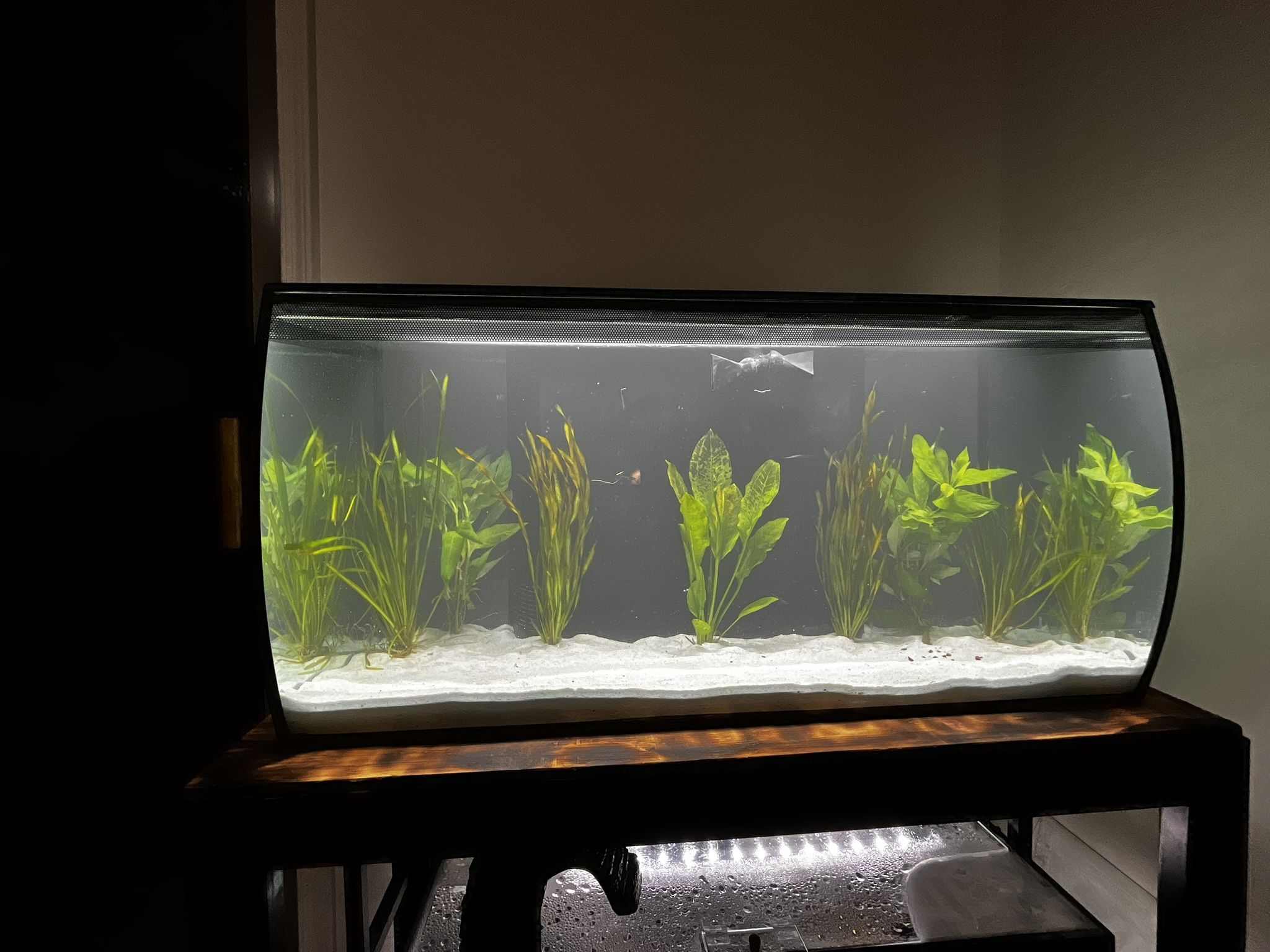 32.5 Gallon Fluval Flex Fish Tank