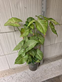 Syngonium Confetti/Mini Pixie Plant Mix