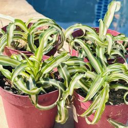 Curly Spider Plant 
