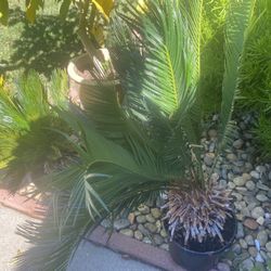 sago palms