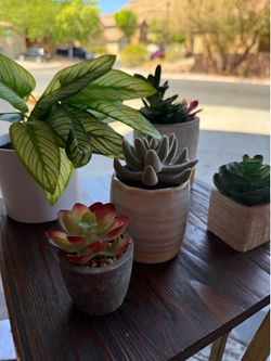 Fake cactus /plant / succulents
