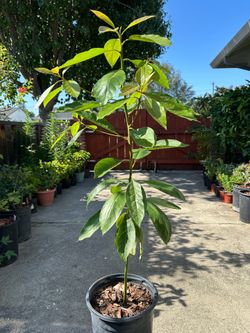 Potted Avocado tree
