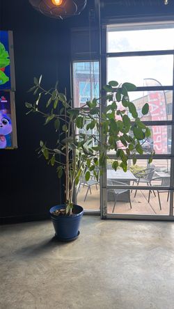 Large plant