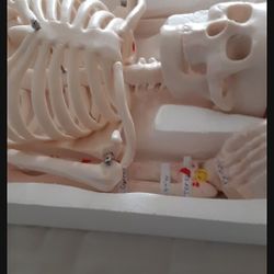 Skeleton Science Lab Grade 