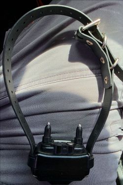 Dog electric collar