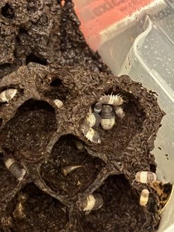 Panda King Isopods