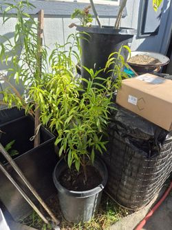 Durasno del amarillo muy rico $45