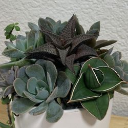 Succulents Arrangements, Home Decor, Live Plant, Flowers 