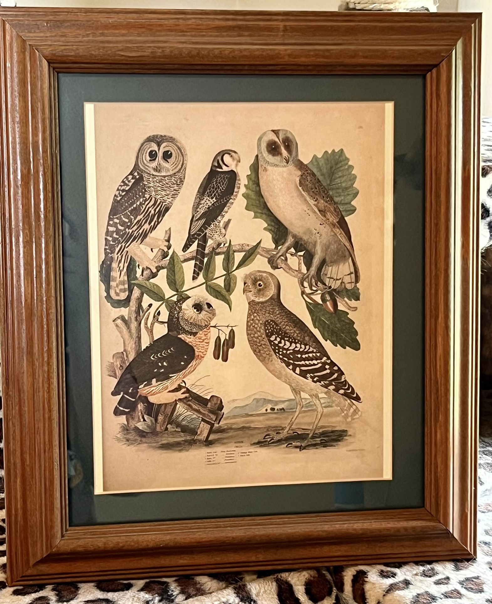 Framed Owl Print