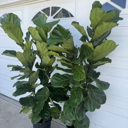 Fiddle Leaf Fig 6ft 95$ Each