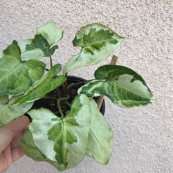 Beautiful Syngonium 3 Kings Plant 6” Pot