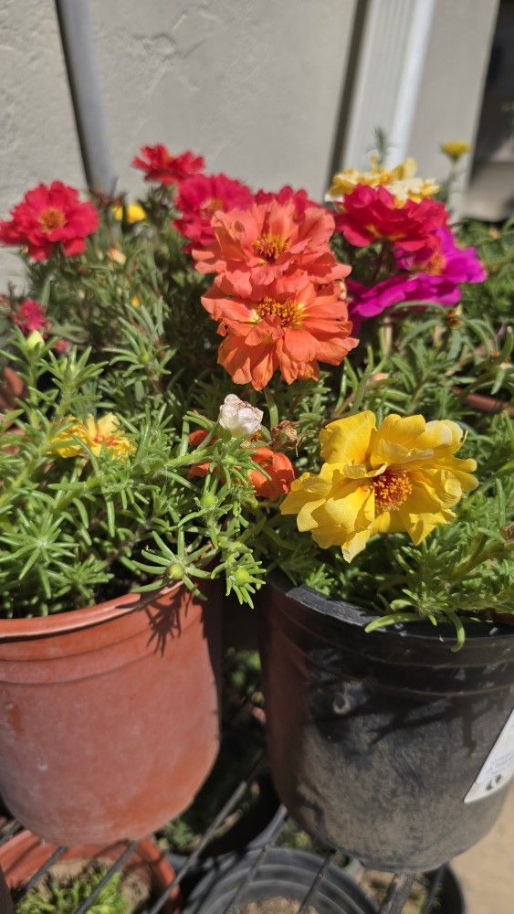 Portulaca Plants