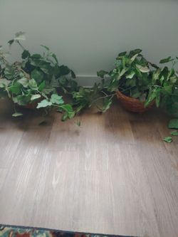 Two hanging artificial plants