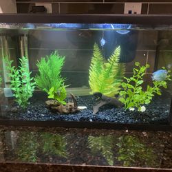10 Gallon Fish Tank Set With Lid 