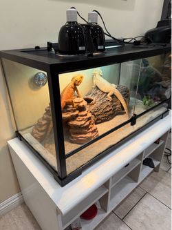 40 gallon bearded dragon tank.