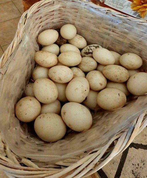 🥚 🥚 🥚 DUCK EGGS 🥚 🥚 🥚