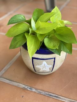 Plants for sale