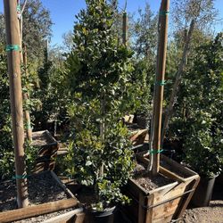 Ligustrum japonicum, Waxleaf Privet Hedges plant, 15gal 
