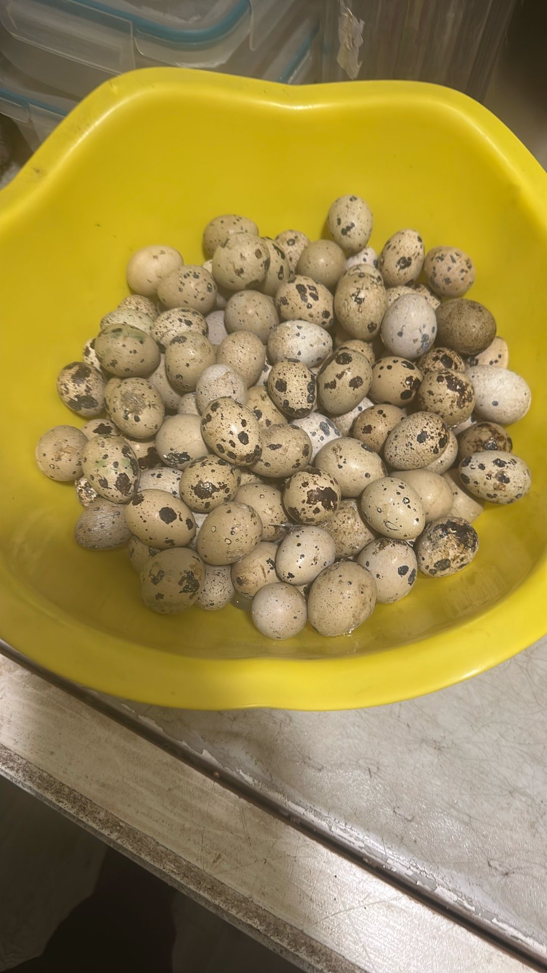 Quails Eggs