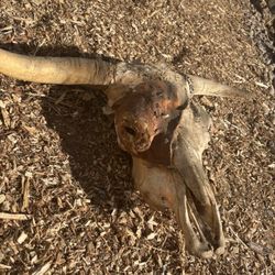 Cow Skull
