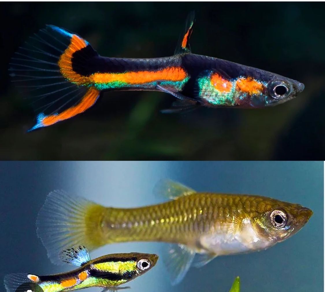 Endler Guppies