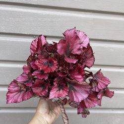 6” Begonia Rex 
