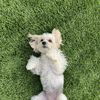 Bob