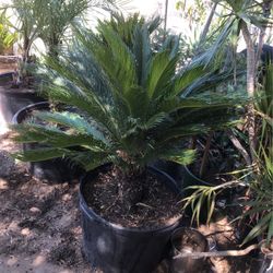 Palm