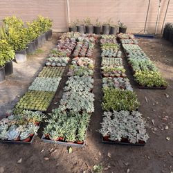 Succulents 