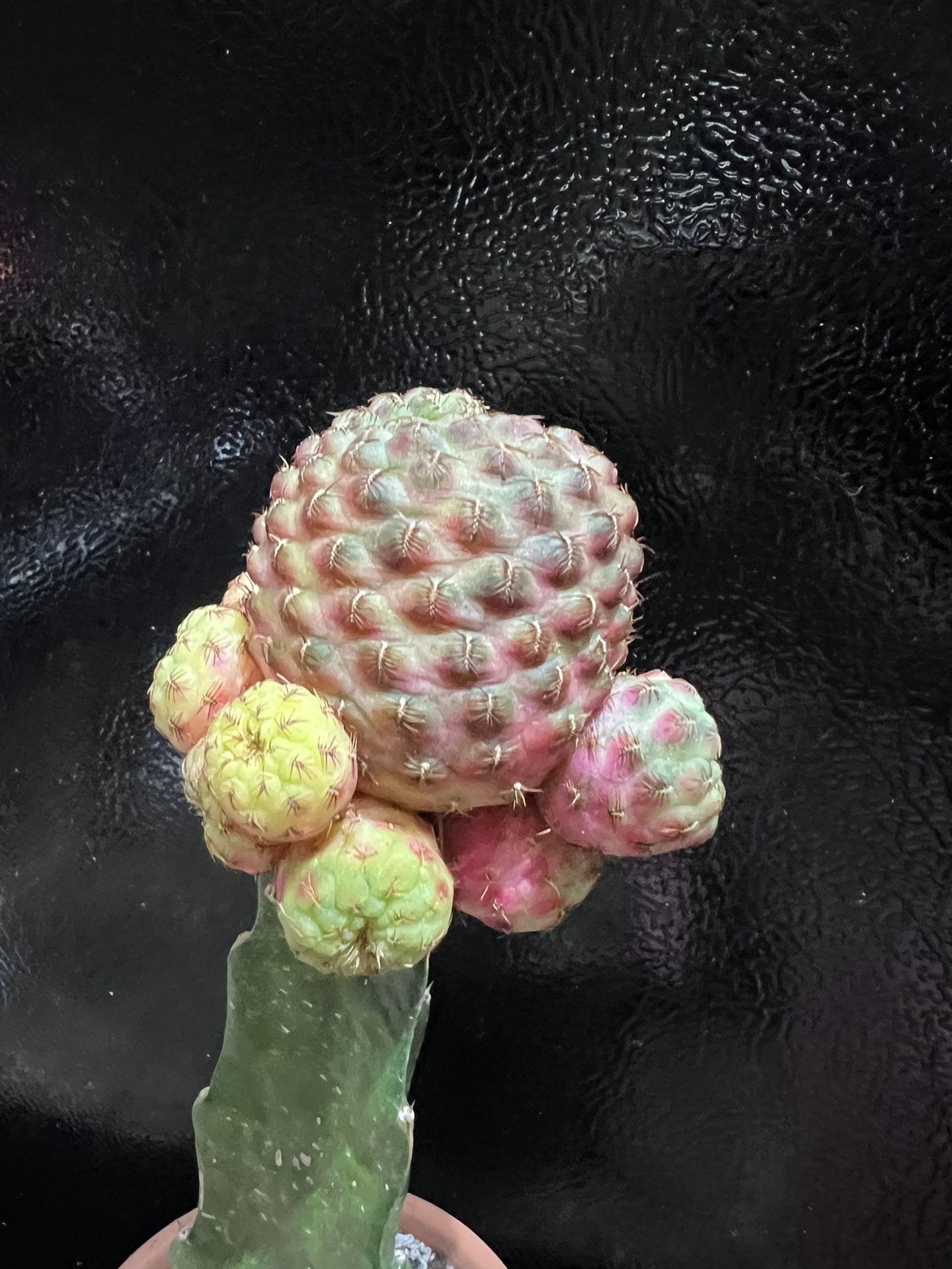 Grafted & Variegated Rebutia rauschii
