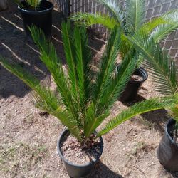 Sago Palm