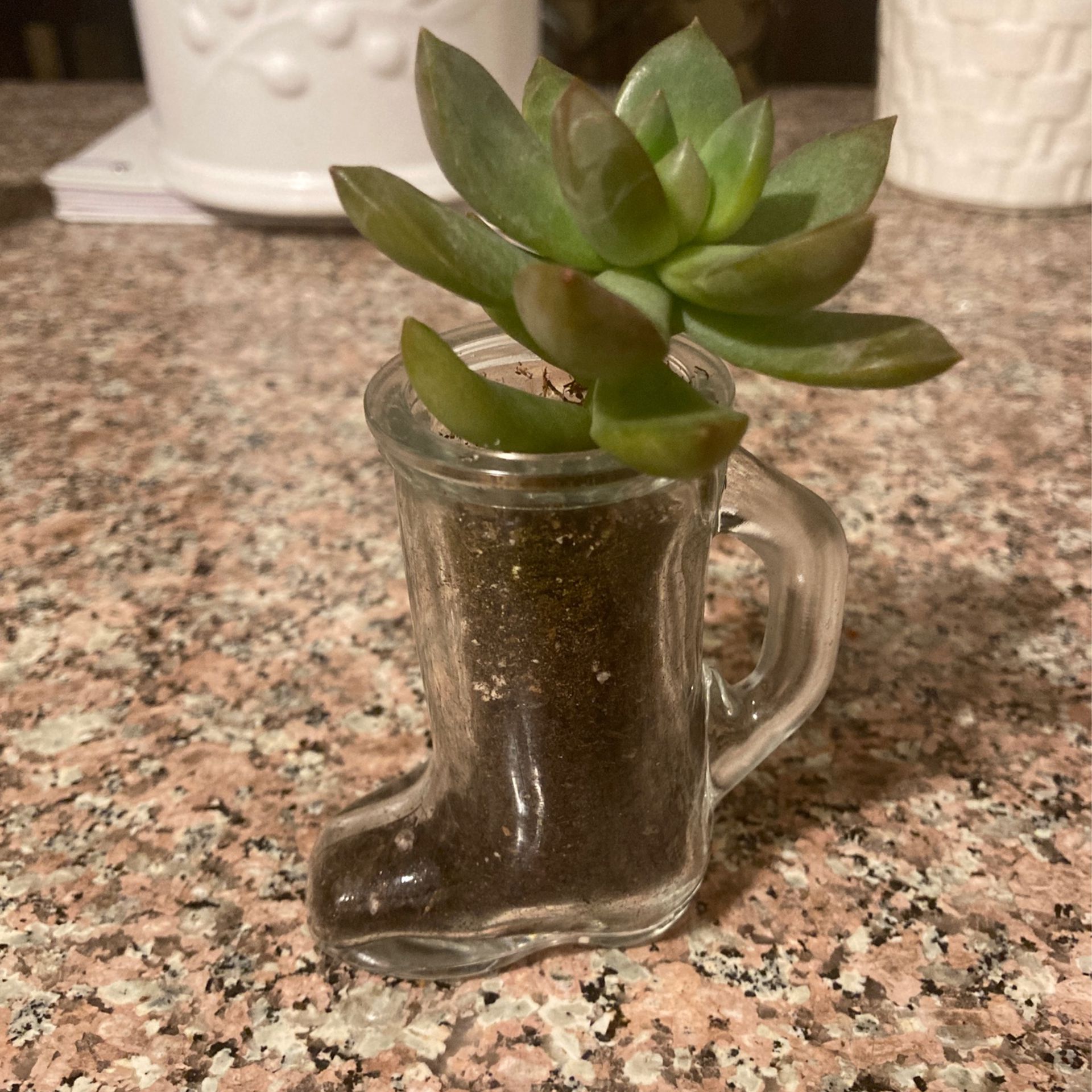 Succulent In Glass Boot